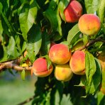Broskyňa obyčajná (Prunus persica) ´MARIA BIANCA´ - skorá, výška 150-180 cm, obvod kmeňa 4/6 cm, kont. C10L
